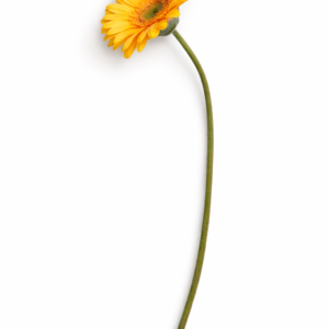 Snittblomst