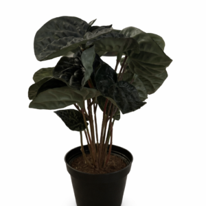 Peperomia