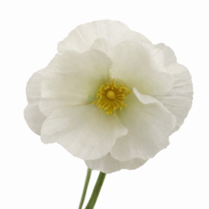 Snittblomst
