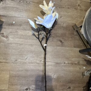Magnolia