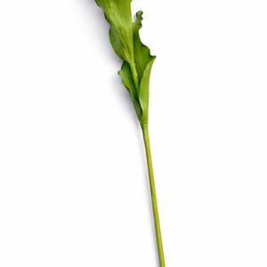 Papegøye tulipan