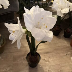 Amaryllis