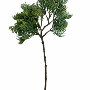 Thuja