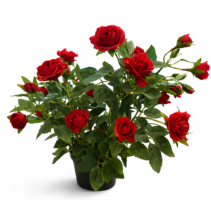 Rose i potte