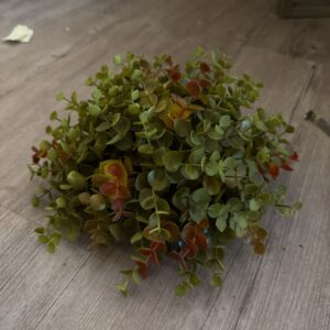 Eucalyptus busk