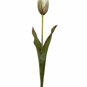Snittblomst