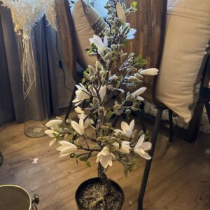 Magnolia tre