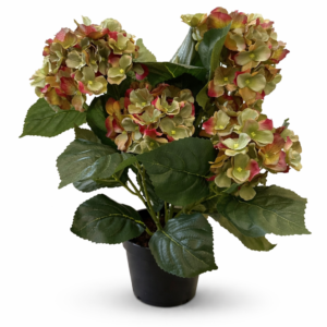 Hortensia