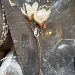 Magnolia