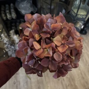 Hortensia