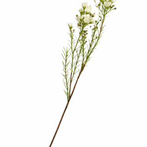 Voksblomst