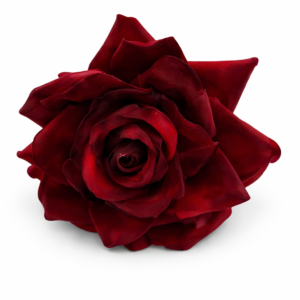Rose med klip