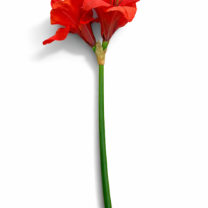 Amaryllis