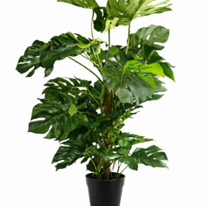 Monstera