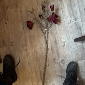 Magnolia