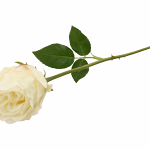 Snittblomst