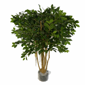 Ficus
