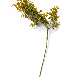 Eucalyptus grein
