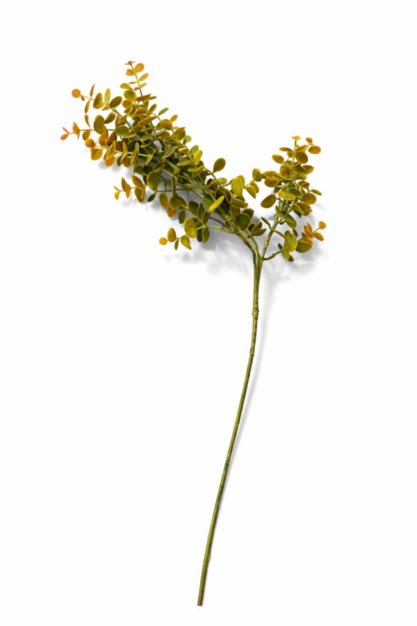 Eucalyptus grein