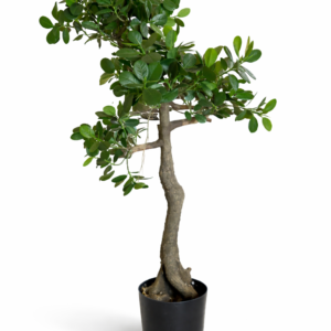 Ginseng ficus