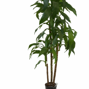 Yucca palme