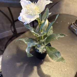 Julerose