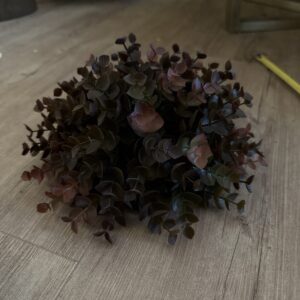 Eucalyptus busk