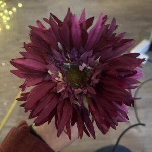 Gerbera