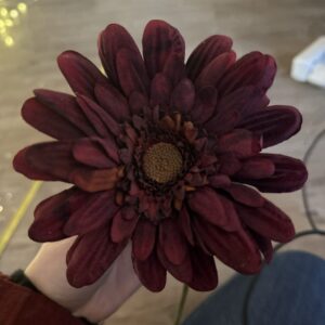 Gerbera