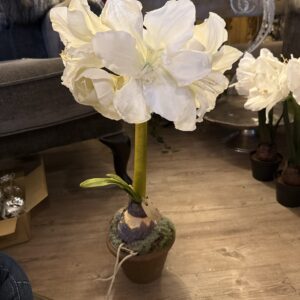Amaryllis