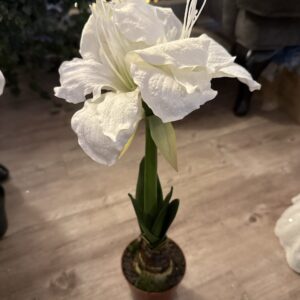 Amaryllis