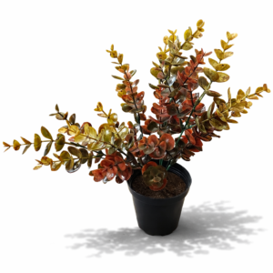 Høst eucalyptus