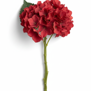 Hortensia