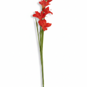 Gladiol