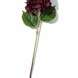 Hortensia