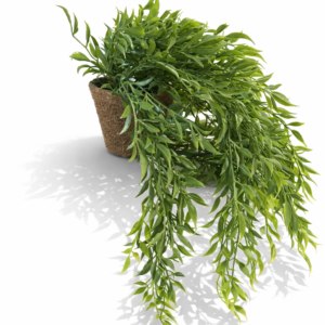 Henge pilea