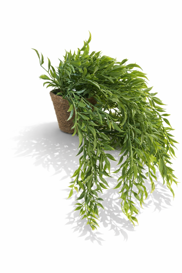 Henge pilea