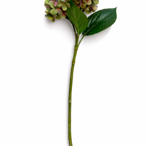 Hortensia