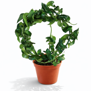 Hoya krans