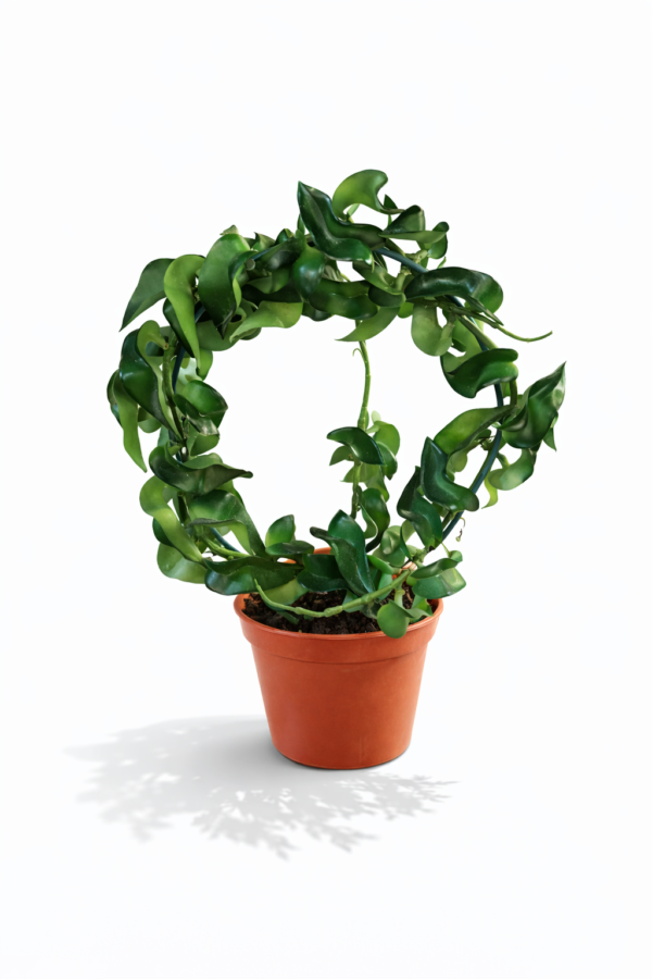 Hoya krans