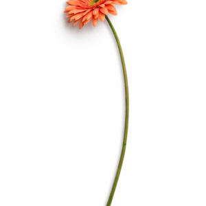 Gerbera