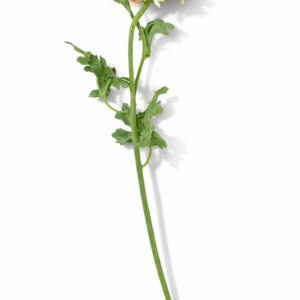 Ranukkel