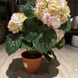 Hortensia