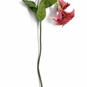 Engletrompet