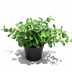 Eucalyptus