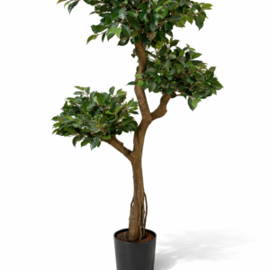 Ficus Retusa