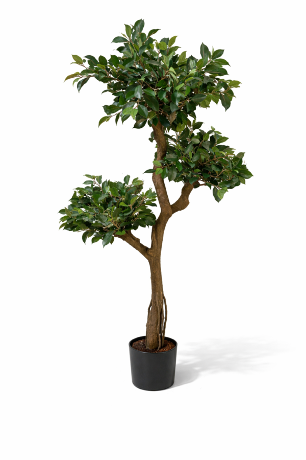 Ficus Retusa