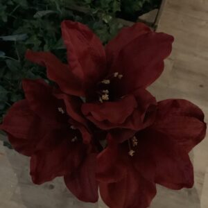 Amaryllis