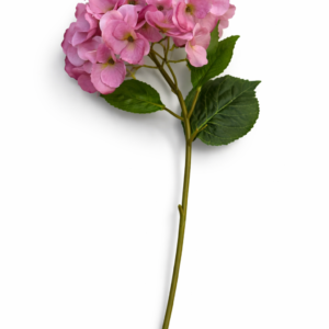 Hortensia