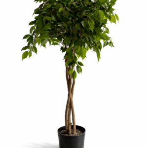 Ficus Benjamina